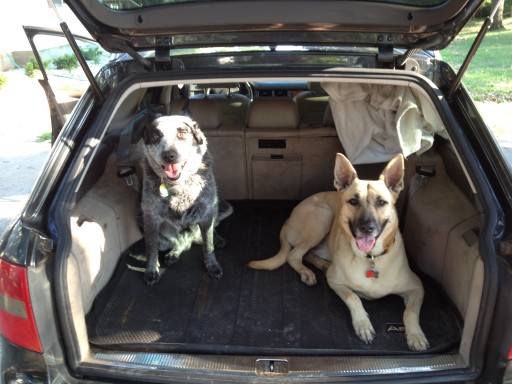 dogs in the Avant