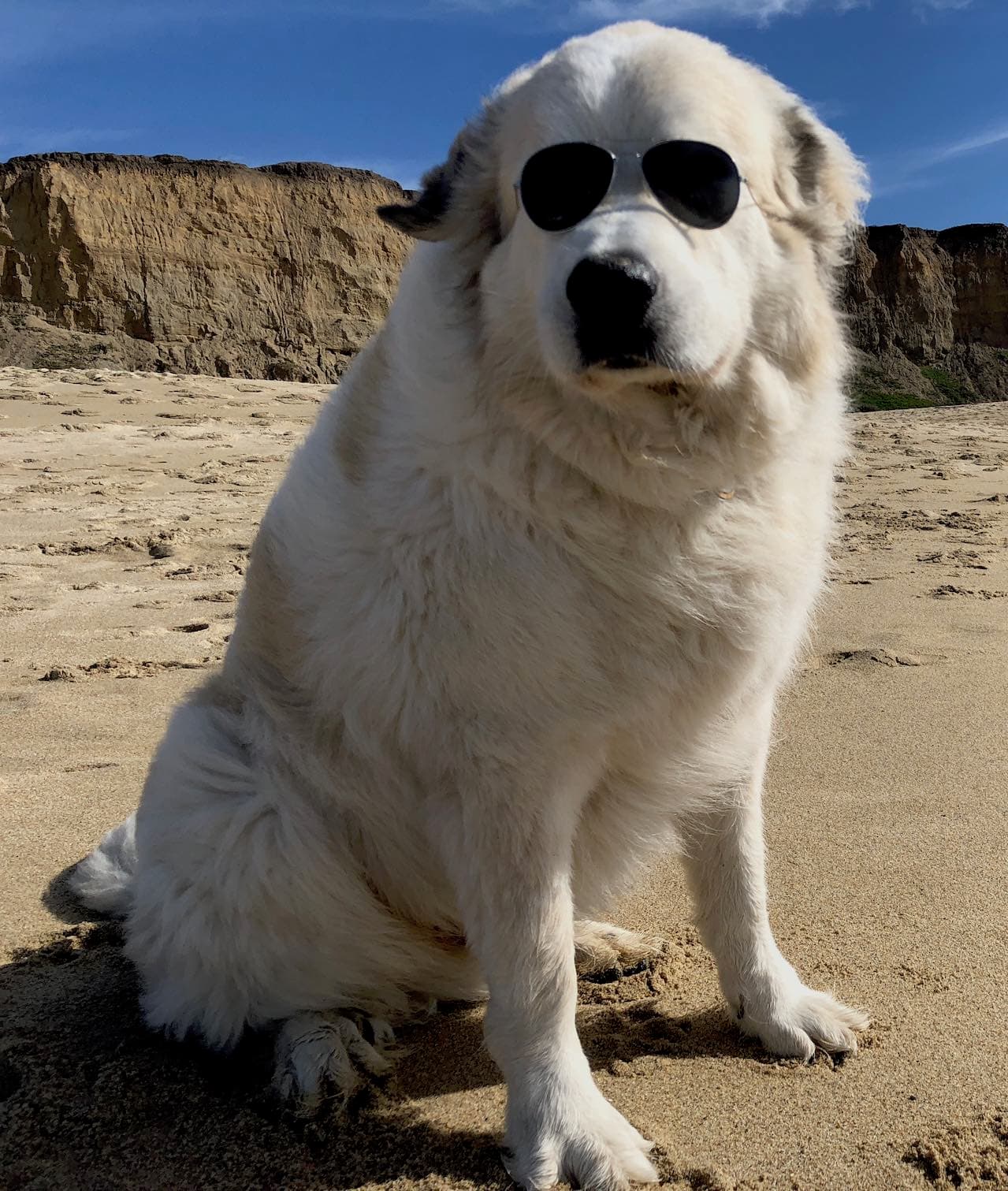 Calvin the dog
