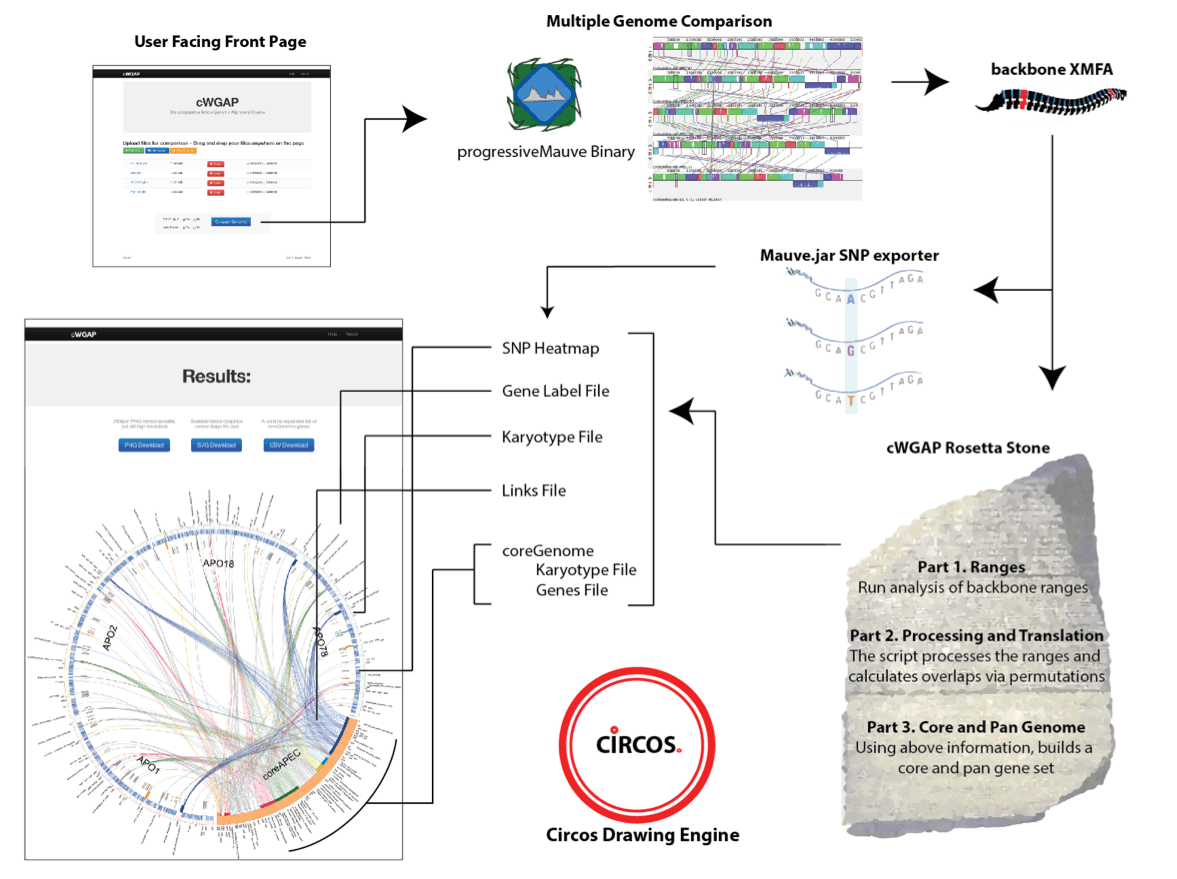 GeneLinea Methods and Workflow