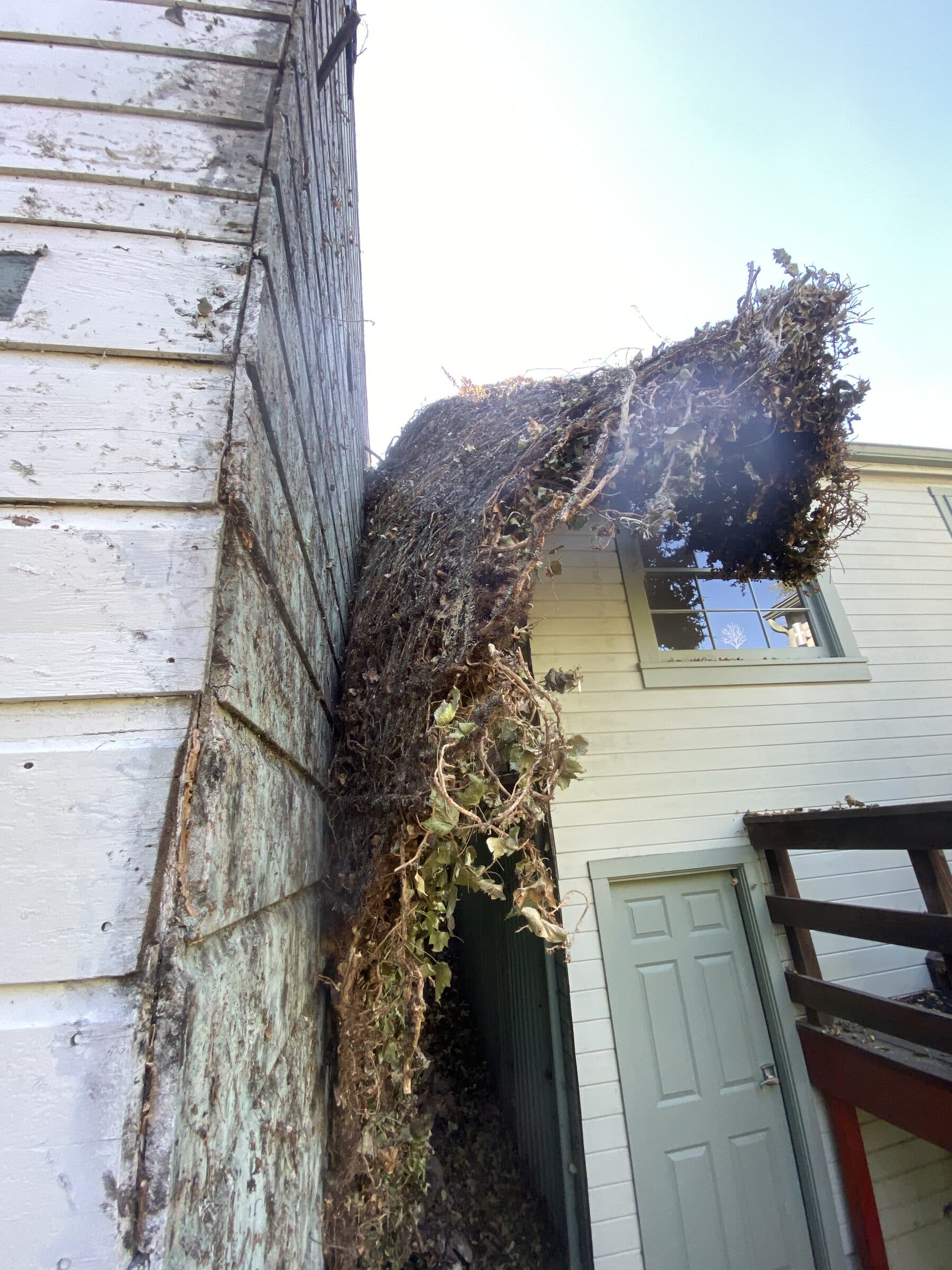 Peeling back 20+ years of ivy that had grown up through the house and into the attic, over rotted framing on the original 1931 house